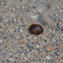 Trachymela sp. (genus) (Brown button beetle) at QPRC LGA - 27 Jan 2022 by natureguy