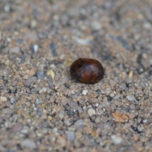 Trachymela sp. (genus) at Wamboin, NSW - 27 Jan 2022