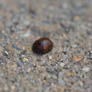 Trachymela sp. (genus) at Wamboin, NSW - 27 Jan 2022