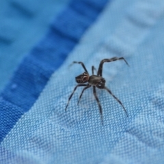 Unidentified Orb-weaving spider (several families) at Wamboin, NSW - 27 Jan 2022 by natureguy