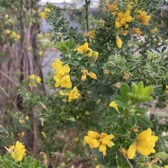 Genista monspessulana (Cape Broom, Montpellier Broom) at Higgins, ACT - 6 Oct 2023 by MattM