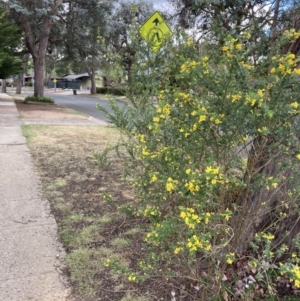 Genista monspessulana at Higgins, ACT - 6 Oct 2023 02:06 PM