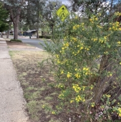 Genista monspessulana at Higgins, ACT - 6 Oct 2023