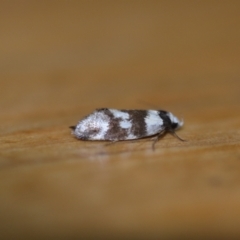 Isomoralla gephyrota (A Concealer moth) at Wamboin, NSW - 29 Jan 2022 by natureguy