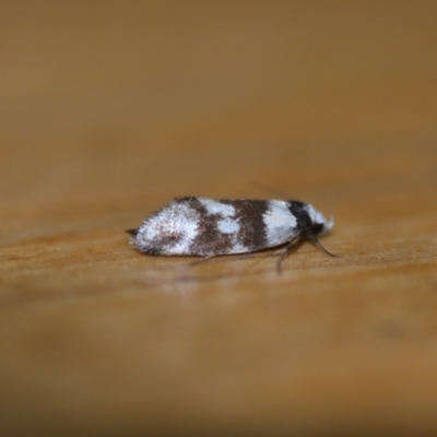 Isomoralla gephyrota (A Concealer moth) at QPRC LGA - 28 Jan 2022 by natureguy