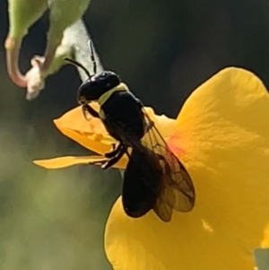 Hylaeus (Planihylaeus) trilobatus at Mount Annan, NSW - 14 Sep 2023