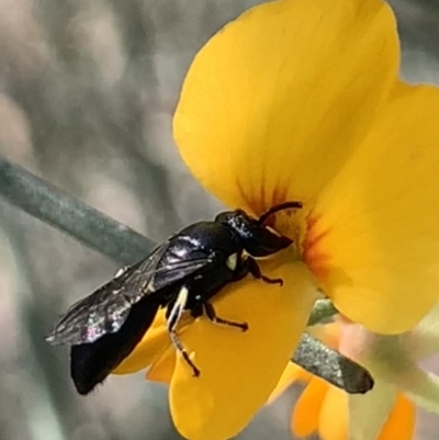 Hylaeus sp. (genus) at Mount Annan, NSW - 14 Sep 2023 by JudeWright