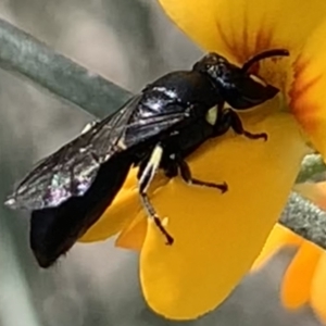 Hylaeus (Planihylaeus) daviesiae at Mount Annan, NSW - 14 Sep 2023 12:55 PM