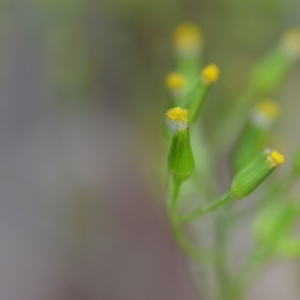 Senecio diaschides at Wamboin, NSW - 1 Feb 2022 08:43 PM