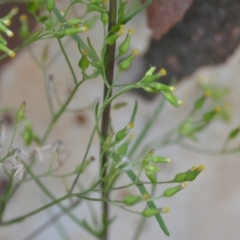 Senecio diaschides at Wamboin, NSW - 1 Feb 2022