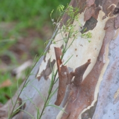 Senecio diaschides at Wamboin, NSW - 1 Feb 2022