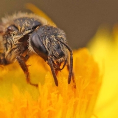 Lasioglossum (Chilalictus) lanarium (Halictid bee) at Dryandra St Woodland - 5 Oct 2023 by ConBoekel