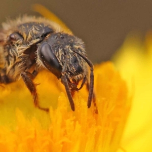 Lasioglossum (Chilalictus) lanarium at O'Connor, ACT - 5 Oct 2023