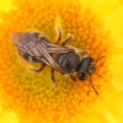 Lasioglossum (Chilalictus) lanarium at O'Connor, ACT - 5 Oct 2023