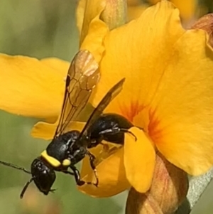 Hylaeus (Planihylaeus) trilobatus at Mount Annan, NSW - 14 Sep 2023 01:00 PM