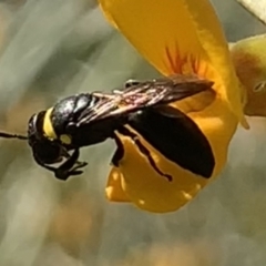 Hylaeus (Planihylaeus) trilobatus at Mount Annan, NSW - 14 Sep 2023 01:00 PM