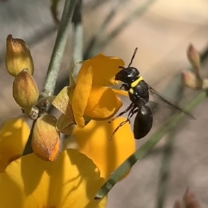 Hylaeus (Planihylaeus) trilobatus at Mount Annan, NSW - 14 Sep 2023