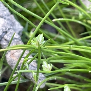 Isolepis levynsiana at Collector, NSW - 27 Sep 2023