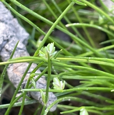 Isolepis levynsiana (Tiny Flat-sedge) at Collector, NSW - 27 Sep 2023 by JaneR