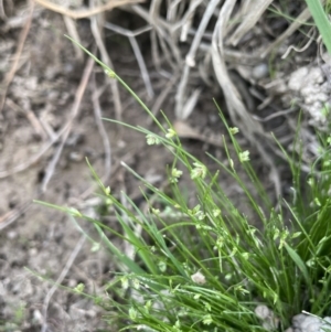 Isolepis levynsiana at Collector, NSW - 27 Sep 2023