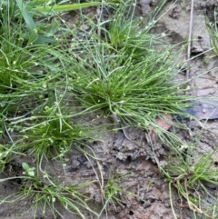 Isolepis levynsiana at Collector, NSW - 27 Sep 2023 02:58 PM