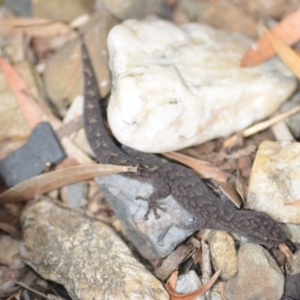 Christinus marmoratus at Wamboin, NSW - 12 Feb 2022