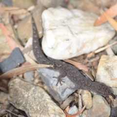 Christinus marmoratus (Southern Marbled Gecko) at Wamboin, NSW - 12 Feb 2022 by natureguy