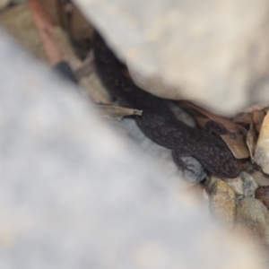 Christinus marmoratus at Wamboin, NSW - 12 Feb 2022