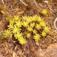 Unverified Moss, Liverwort or Hornwort at O'Connor, ACT - 5 Oct 2023 by ConBoekel