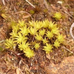 Unidentified Moss, Liverwort or Hornwort at Dryandra St Woodland - 5 Oct 2023 by ConBoekel