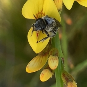 Lasioglossum (Chilalictus) sp. (genus & subgenus) at Mount Annan, NSW - 14 Sep 2023