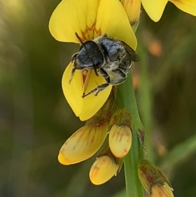 Lasioglossum (Chilalictus) sp. (genus & subgenus) (Halictid bee) at Mount Annan, NSW - 14 Sep 2023 by JudeWright