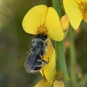 Lasioglossum (Chilalictus) sp. (genus & subgenus) at Mount Annan, NSW - 14 Sep 2023