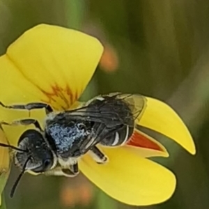 Lasioglossum (Chilalictus) sp. (genus & subgenus) at Mount Annan, NSW - 14 Sep 2023