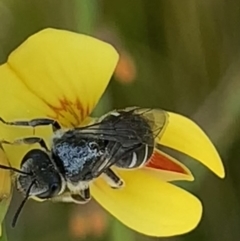 Lasioglossum (Chilalictus) sp. (genus & subgenus) at Mount Annan, NSW - 14 Sep 2023