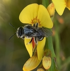 Lasioglossum (Chilalictus) sp. (genus & subgenus) at Mount Annan, NSW - 14 Sep 2023 01:04 PM