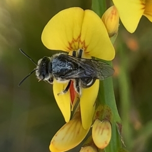 Lasioglossum (Chilalictus) sp. (genus & subgenus) at Mount Annan, NSW - 14 Sep 2023 01:04 PM