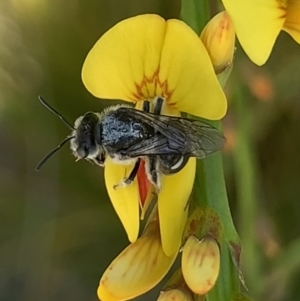 Lasioglossum (Chilalictus) sp. (genus & subgenus) at Mount Annan, NSW - 14 Sep 2023