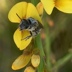 Lasioglossum (Chilalictus) sp. (genus & subgenus) at Mount Annan, NSW - 14 Sep 2023 01:04 PM