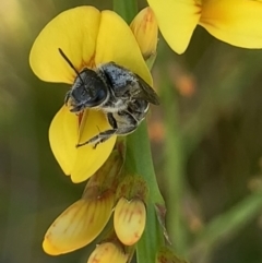 Lasioglossum (Chilalictus) sp. (genus & subgenus) at Mount Annan, NSW - 14 Sep 2023