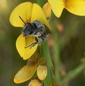 Lasioglossum (Chilalictus) sp. (genus & subgenus) at Mount Annan, NSW - 14 Sep 2023 01:04 PM