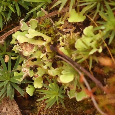 Unidentified Lichen at Dryandra St Woodland - 5 Oct 2023 by ConBoekel