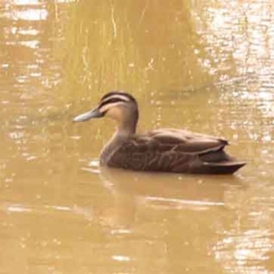 Anas superciliosa (Pacific Black Duck) at O'Connor, ACT - 5 Oct 2023 by ConBoekel
