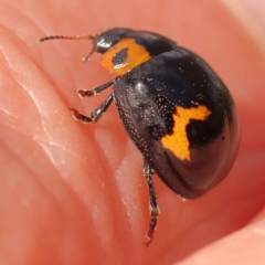 Peltoschema oceanica (Oceanica leaf beetle) at Dryandra St Woodland - 5 Oct 2023 by ConBoekel