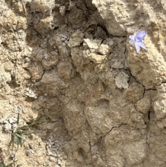 Wahlenbergia stricta subsp. stricta at Yarralumla, ACT - 6 Oct 2023 02:45 PM