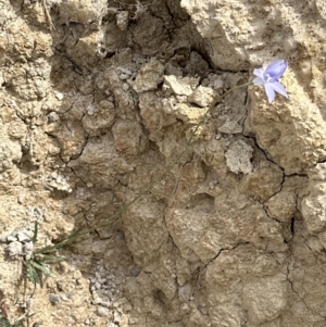 Wahlenbergia stricta subsp. stricta at Belconnen, ACT - 6 Oct 2023