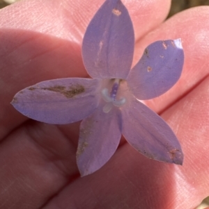 Wahlenbergia stricta subsp. stricta at Yarralumla, ACT - 6 Oct 2023 02:45 PM