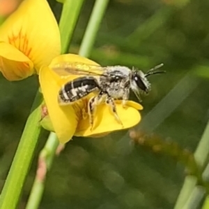Lasioglossum (Chilalictus) sp. (genus & subgenus) at Mount Annan, NSW - 14 Sep 2023 01:08 PM