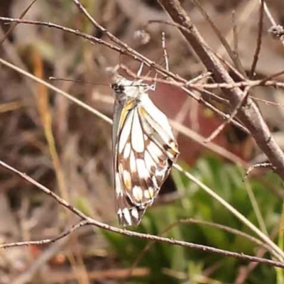 Belenois java (Caper White) at O'Connor, ACT - 5 Oct 2023 by ConBoekel