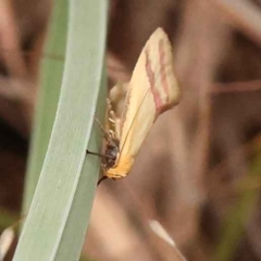 Coeranica isabella (A Concealer moth) at Dryandra St Woodland - 5 Oct 2023 by ConBoekel